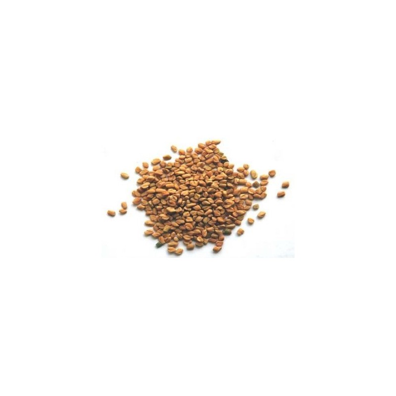 Fenogreco (alholva) en semillas